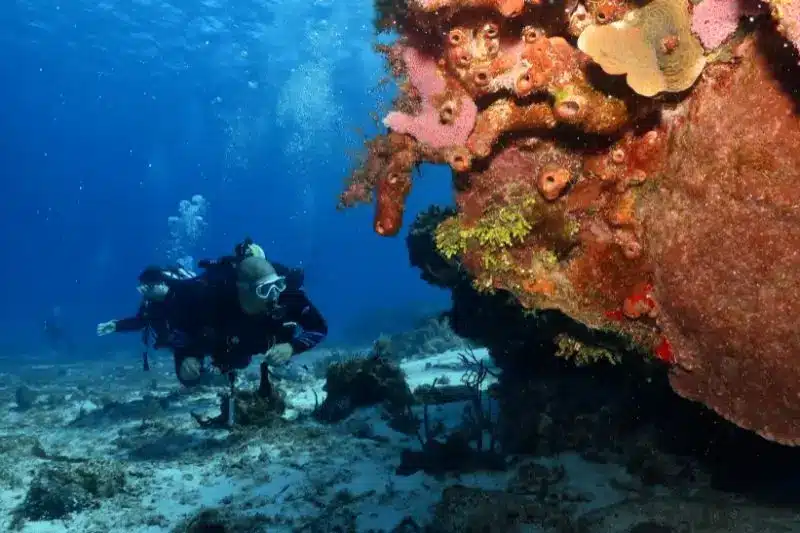 Best Places for Beginner Scuba Divers 1 Los mejores destinos para buceadores principiantes en todo el mundo.
