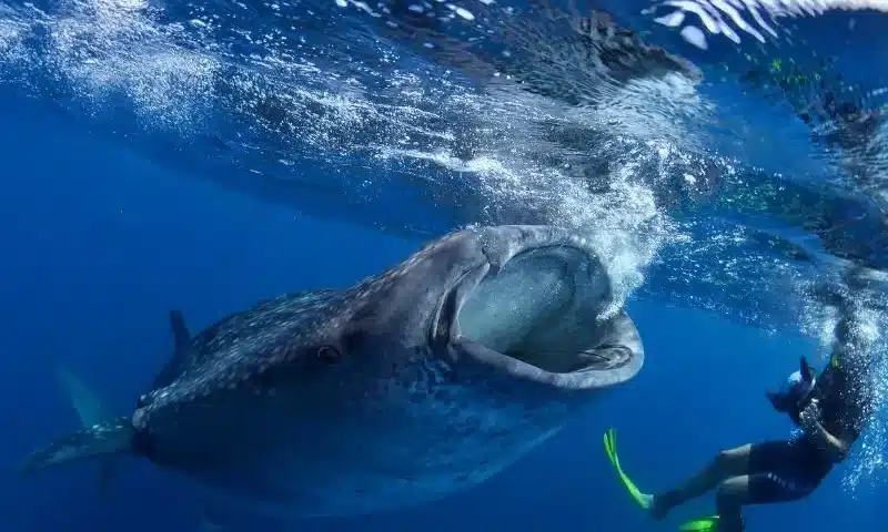 10 Interesting Facts About Whale Sharks - 10 datos curiosos sobre el tiburón ballena