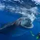 10 Interesting Facts About Whale Sharks - 10 datos curiosos sobre el tiburón ballena