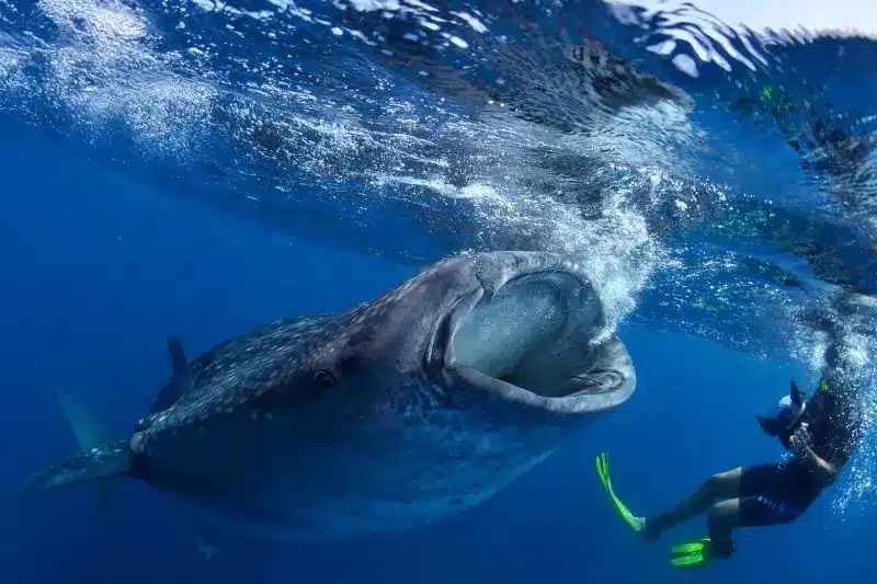 10 Interesting Facts About Whale Sharks - 10 datos curiosos sobre el tiburón ballena