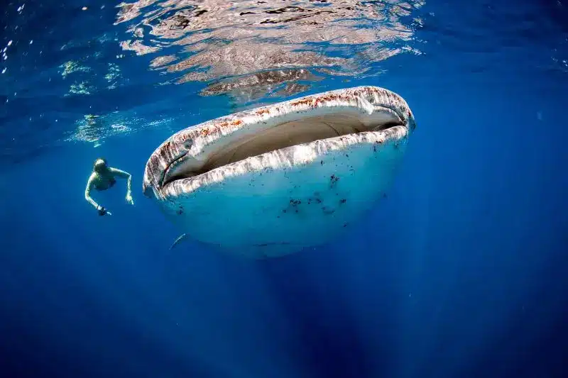 10 Interesting Facts About Whale Sharks (2) 10 datos curiosos sobre el tiburón ballena
