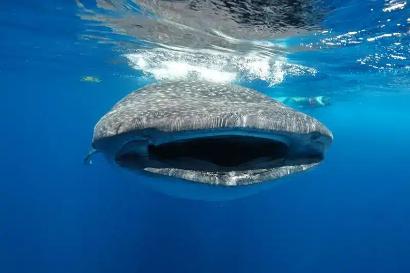 10 Interesting Facts About Whale Sharks (3) 10 datos curiosos sobre el tiburón ballena