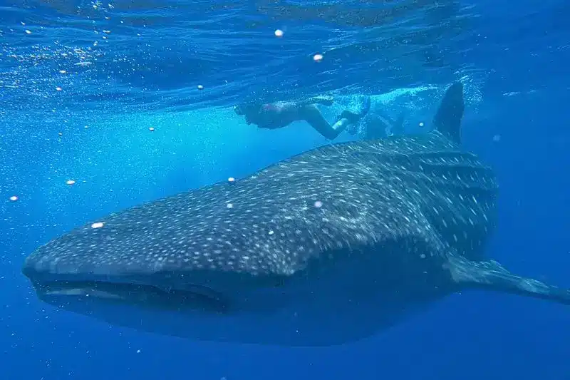 10 Interesting Facts About Whale Sharks (4) 10 datos curiosos sobre el tiburón ballena