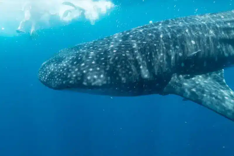 10 Interesting Facts About Whale Sharks (6) 10 datos curiosos sobre el tiburón ballena