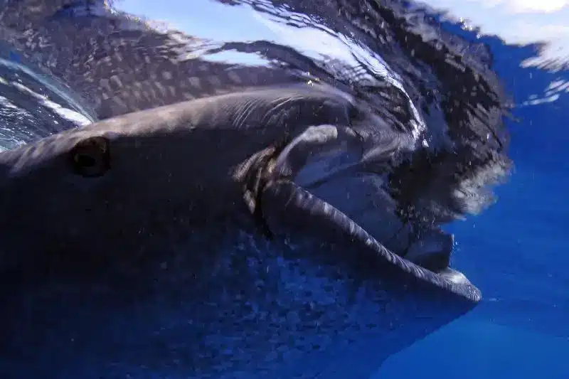 10 Interesting Facts About Whale Sharks (7) 10 datos curiosos sobre el tiburón ballena