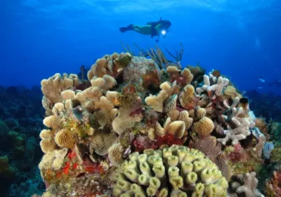 1Campana_Cousteau_SAN-VALENTÍN_2026 1Campana_Cousteau_SAN-VALENTÍN_2026