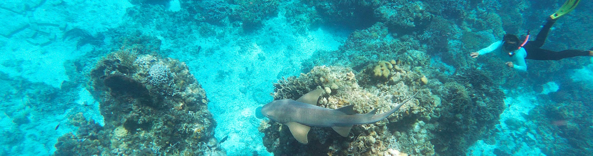 Hacer Snorkel en JAMAICA con Dressel Divers