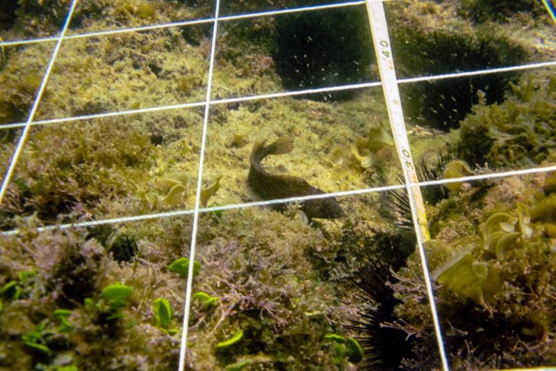 how much of the ocean has been explored