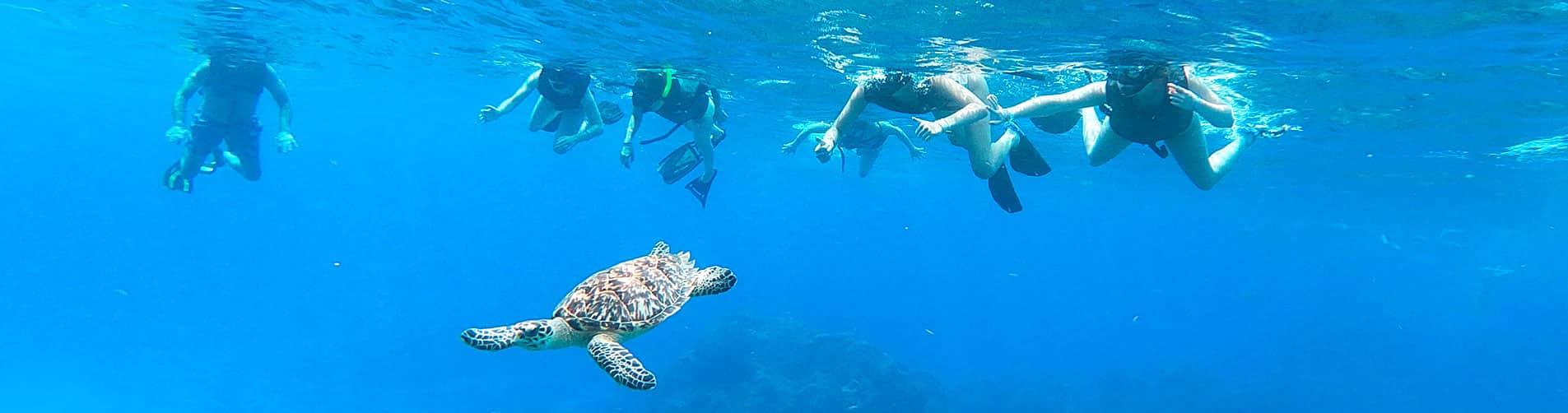 Hacer Snorkel en PUERTO PLATA con Dressel Divers