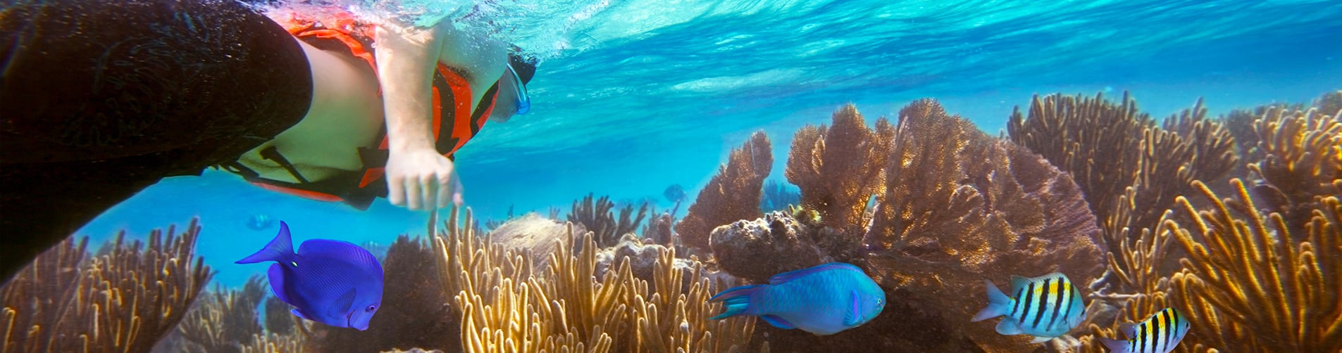 Snorkeling in MONTEGO BAY with Dressel Divers