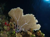 Ahermatypic corals or soft corals