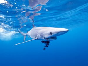 All the Shark Names - blue (2) All the Shark Names - blue (2)