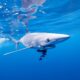 All the Shark Names - blue (2) todos los nombres de tiburones