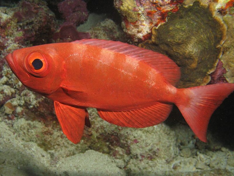 Atlantic Bigeye