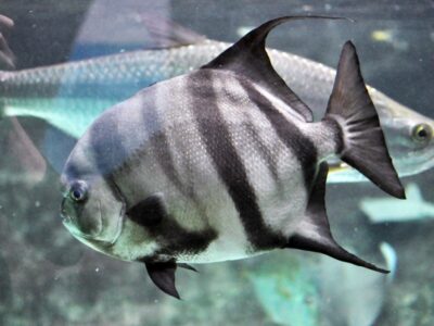 Caribbean Reef Fish Identification | Complete Guide