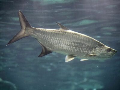 Caribbean Reef Fish Identification | Complete Guide