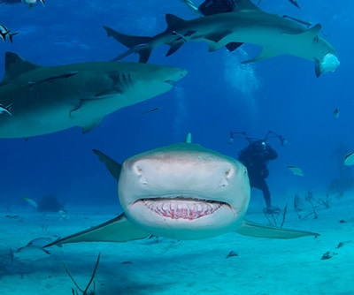 Bull Shark Diving excursions & tours with Dressel Divers
