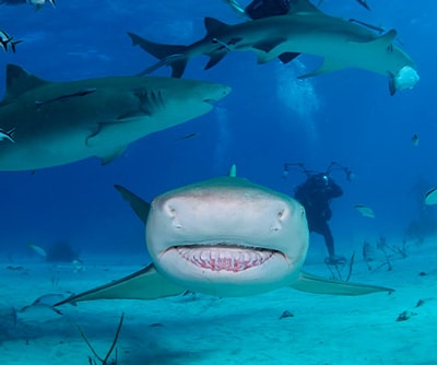 BULL SHARK DIVING EXCURSIONS & TOURS