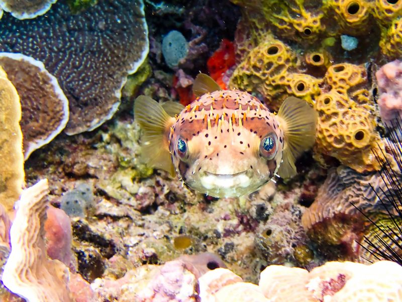 Balloonfish - Caribbean Reef Fish Identification