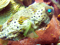 Balloonfish