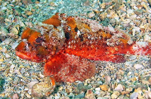 Barbfish - Scorpion fish facts - datos sobre el pez escorpión
