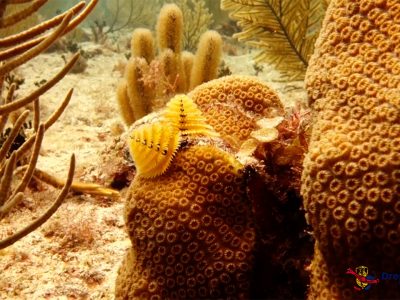 Scuba Diving Puerto Aventuras - Christmas tree worm.