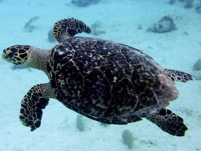 Scuba Diving Puerto Aventuras - Hawksbill turtle. 2