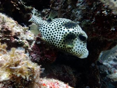 Scuba Diving Puerto Aventuras - Spotted Trunkfish.