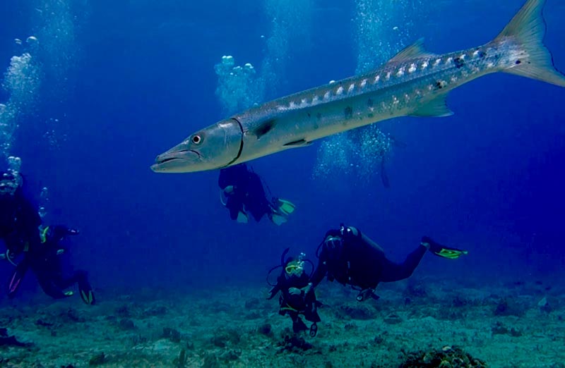 Barracuda fish facts - 1 - datos del pez barracuda