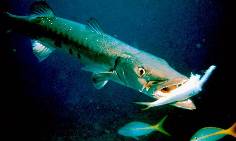 Barracuda fish facts - 2 - datos del pez barracuda