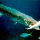 Barracuda fish facts - 2 - datos del pez barracuda