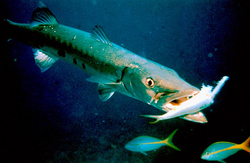 Barracuda fish facts - 2 - datos del pez barracuda