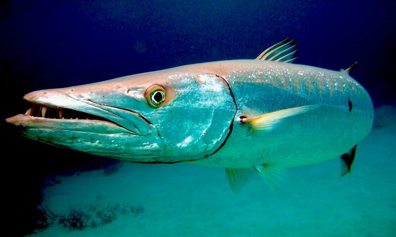 Barracuda fish facts - main - peces barracuda