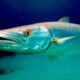 Barracuda fish facts - main - peces barracuda