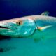 Barracuda fish facts - main - peces barracuda