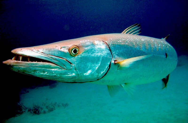 Barracuda fish facts - main - peces barracuda