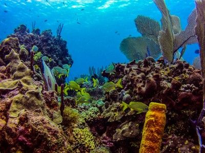 plongées sous-marine bayahibe