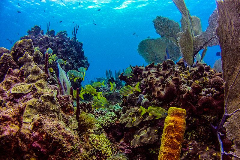 Scuba diving in BAYAHIBE with Dressel Divers