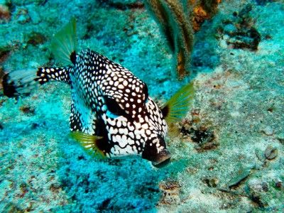 Tauchbasen Bayahibe