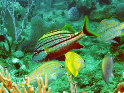 snorkeling bayahibe