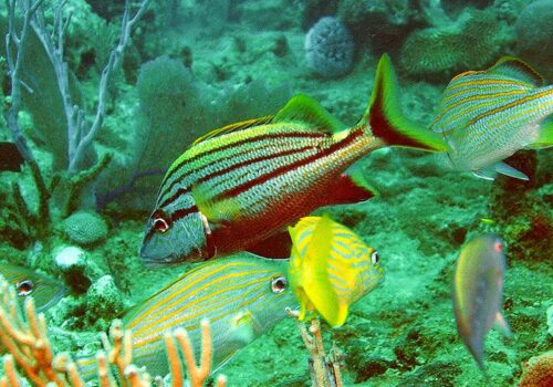 snorkeling bayahibe