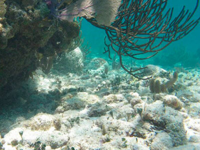 Snorkeling Bayahibe