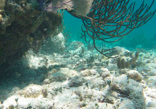 Bayahibe Snorkelling