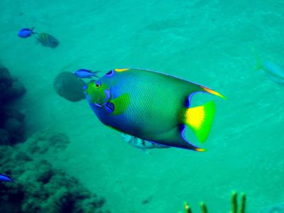 bayahibe snorkeling