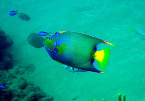 snorkeling centers bayahibe