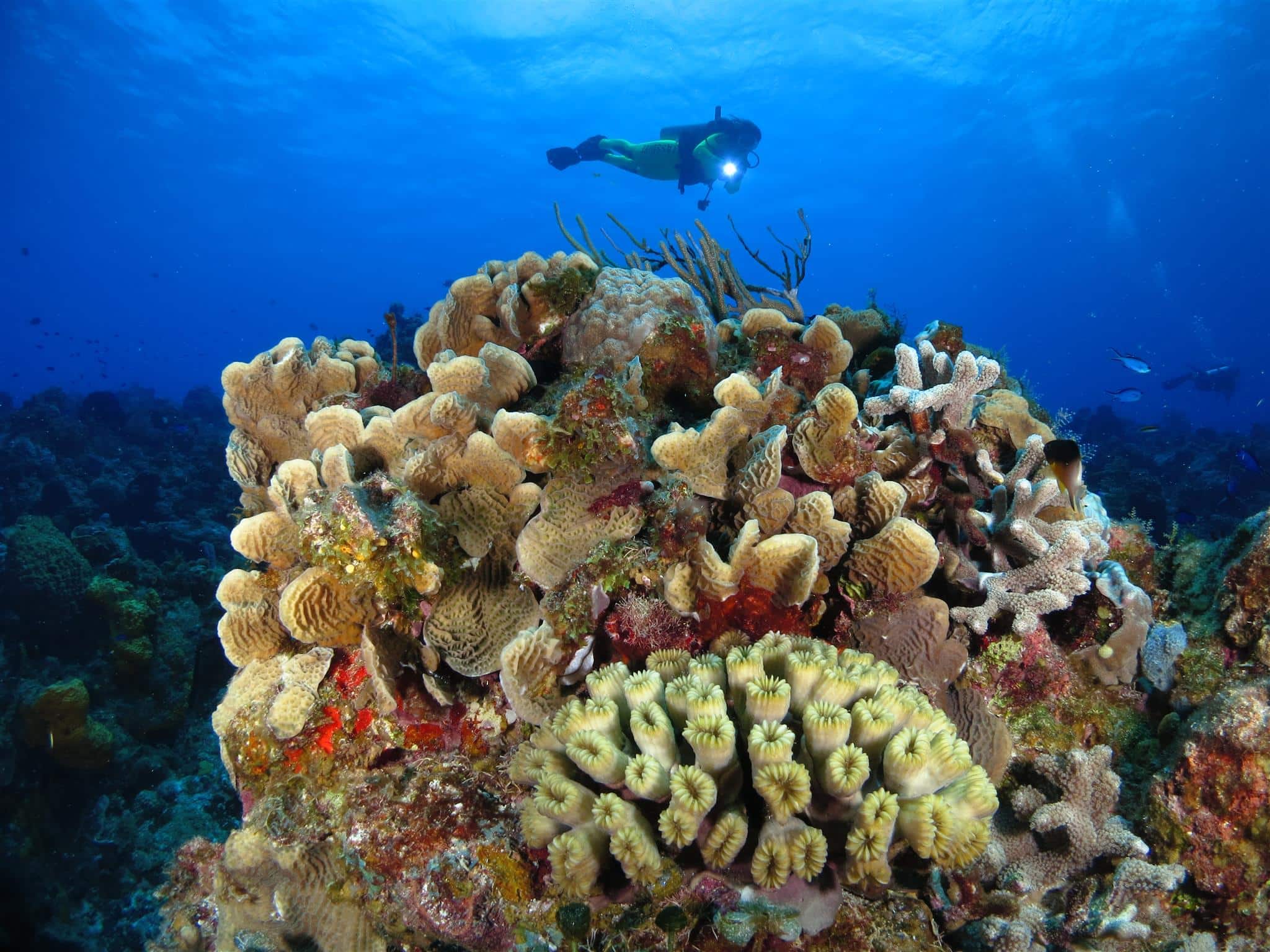 meilleurs récifs coralliens des Caraïbes - Cozumel