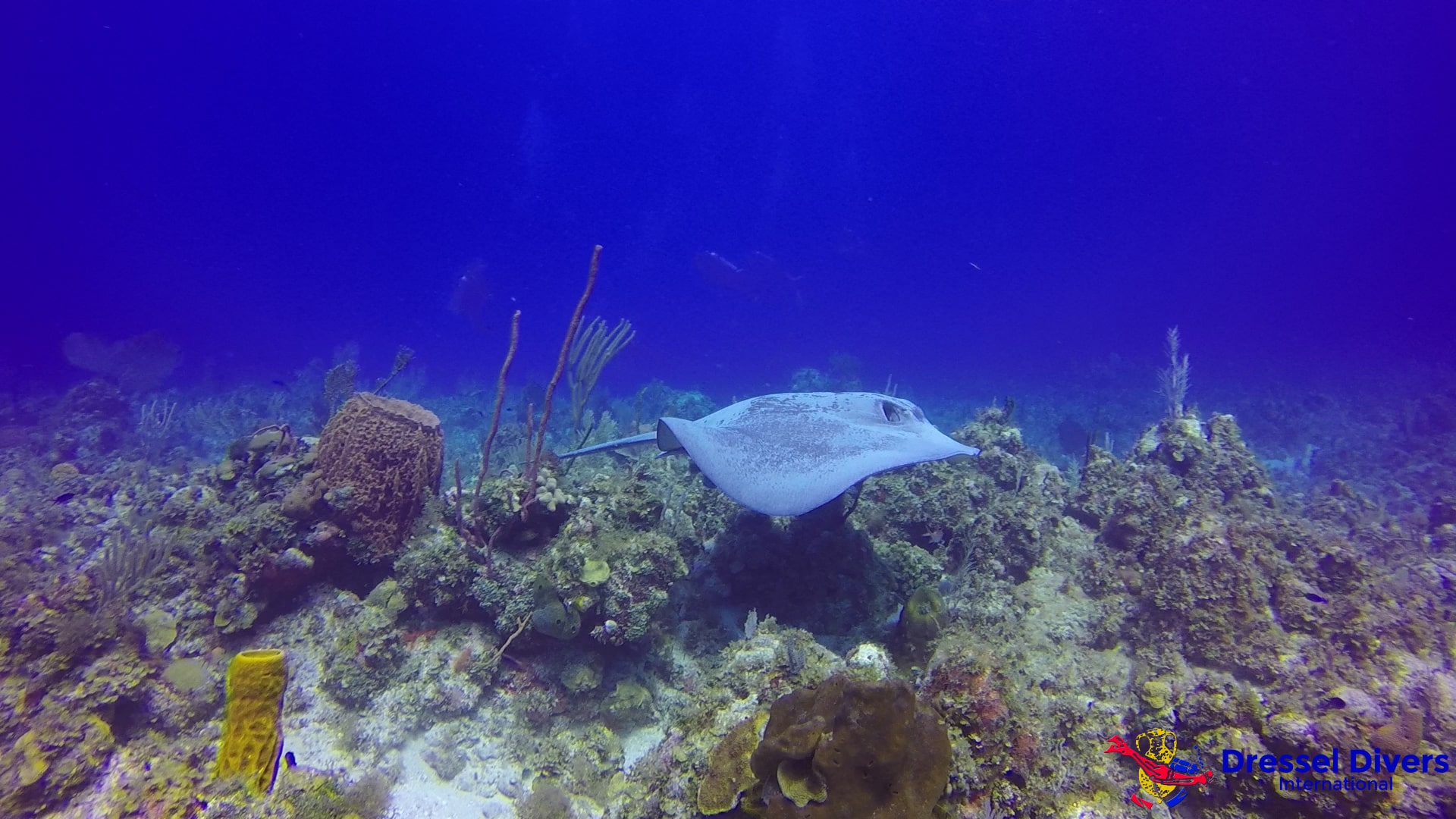 Meilleurs récifs coralliens des Caraïbes Jamaica