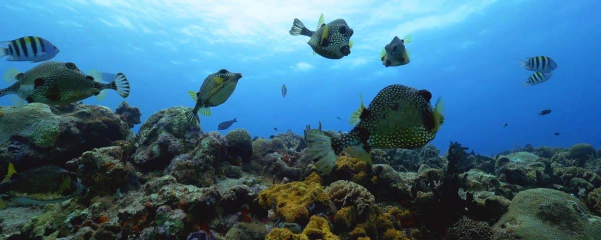 Los mejores arrecifes de Coral del Caribe