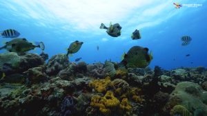 Los mejores arrecifes de Coral del Caribe
