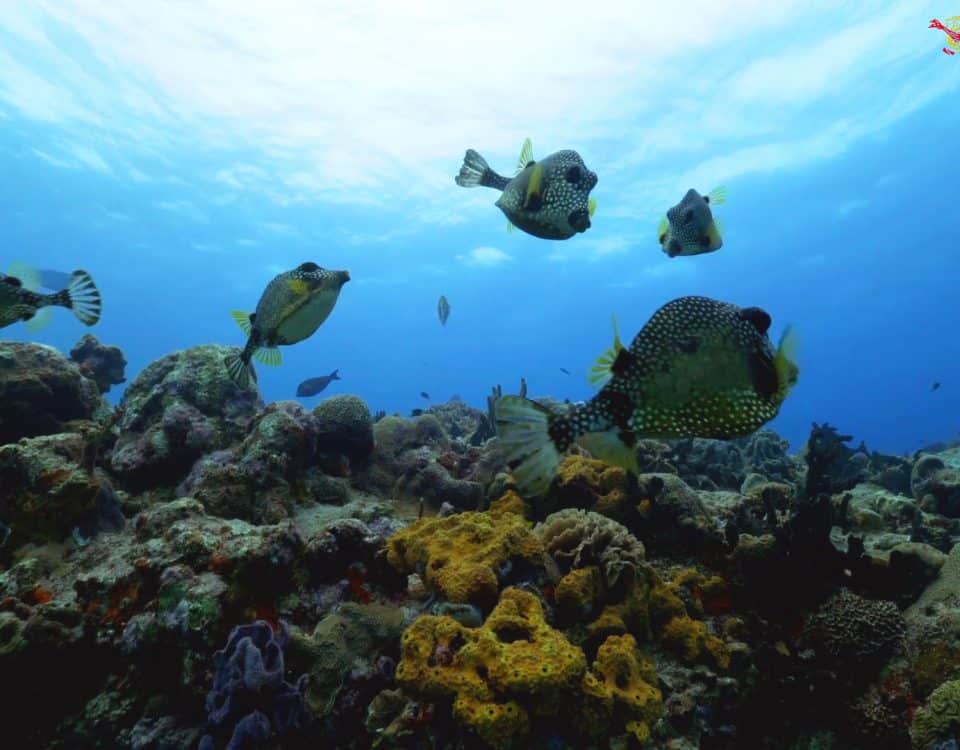 Los mejores arrecifes de Coral del Caribe